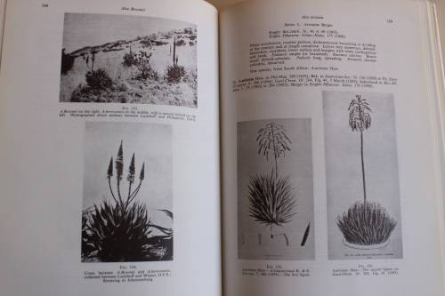 The Aloes of South Africa - G.W. Reynolds