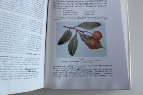 The Medicinal and Poisonous Plants of Southern & Eastern Africa -  Watt, M.G. Breyer-Brandwijk