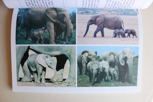 A Field Guide to the Addo Elephants by Anna Whitehouse & Pat Irwin First Edition 2002