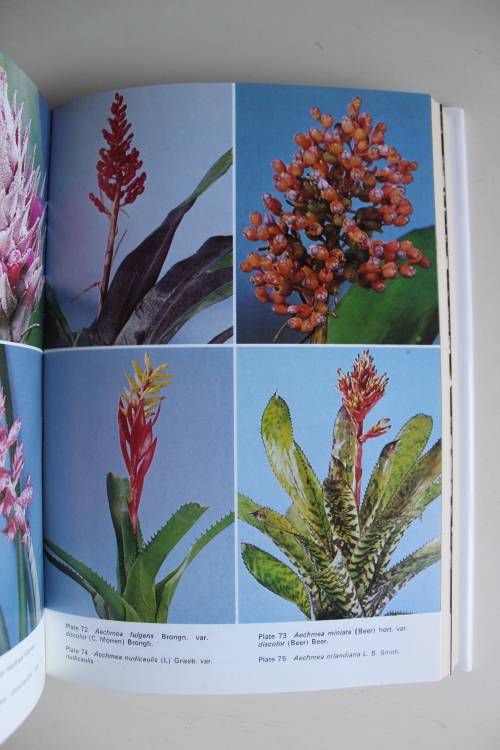 The Bromeliad Lexicon -- Werner Rauh