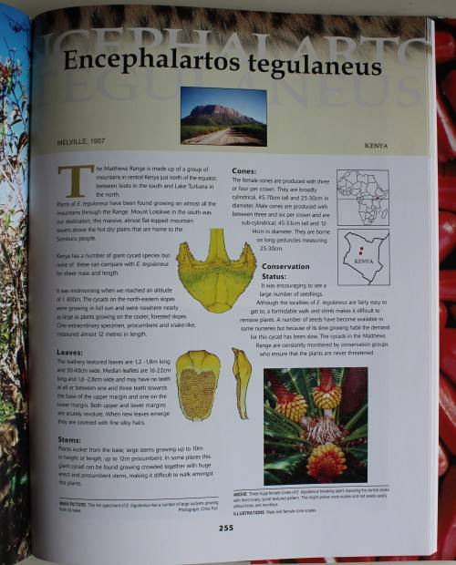 Cycads of Africa - Douglas Goode
