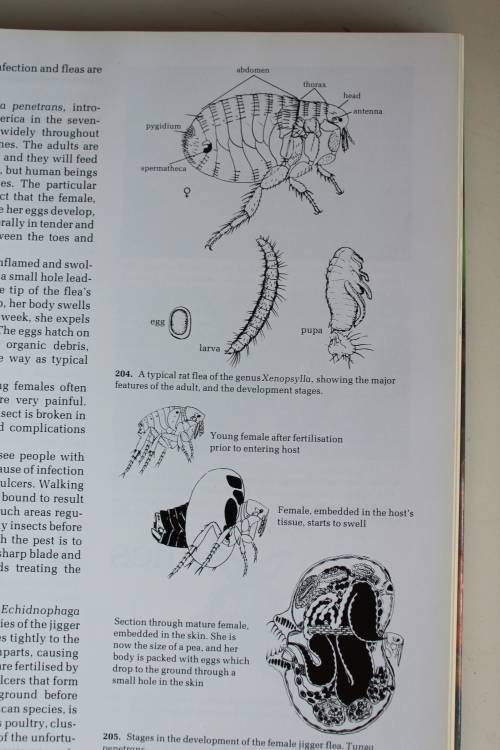 African Insect Life - S.H. Skaife