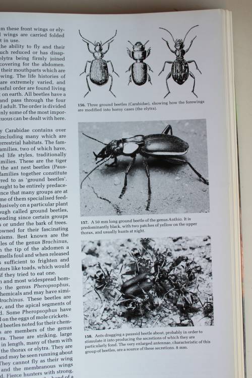 African Insect Life - S.H. Skaife