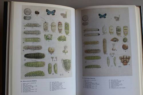 Life Histories of the South African Lycaenid Butterflies - Clark & Dickson