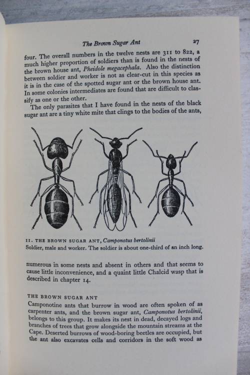 The study of ants - Skaife