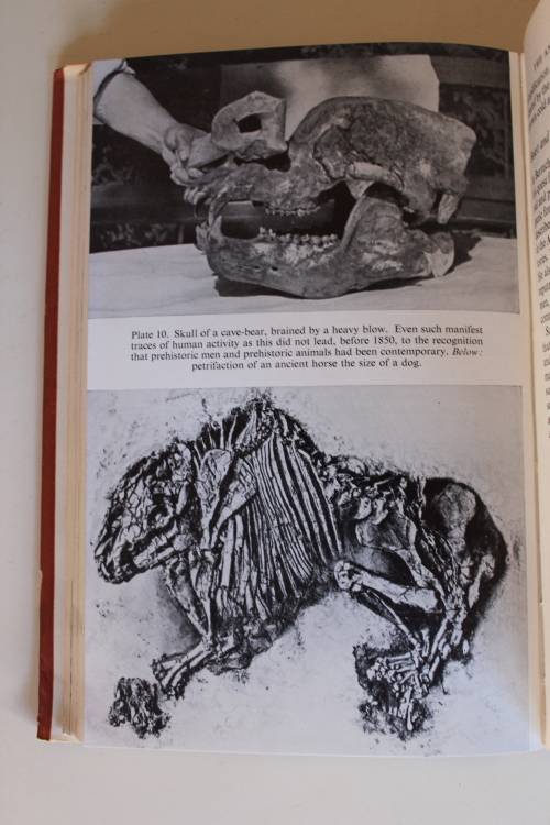 I Looked For Adam - The Story Of The Men Who Searched For The Origins Of Mankind - Wendt