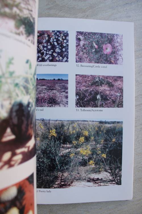 GETEKEN: Die Kalahari en sy plante -   Pieter van der Walt & Elias le Riche (1999)
