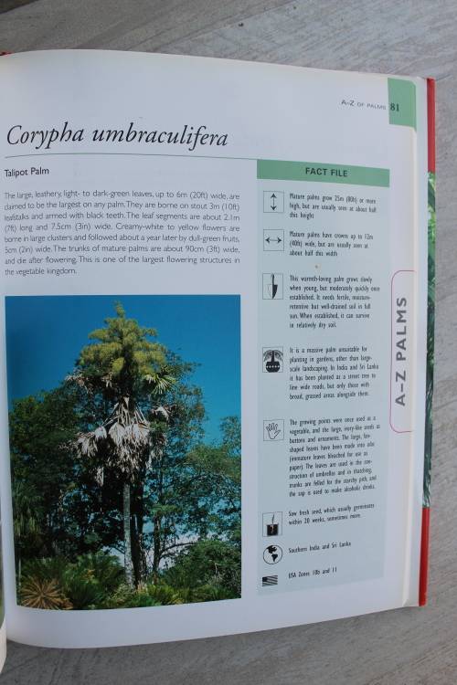 Palms and Cycads - Guide to selecting, growing - David squire