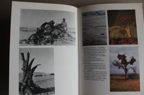 South West Africa - Olga Levinson