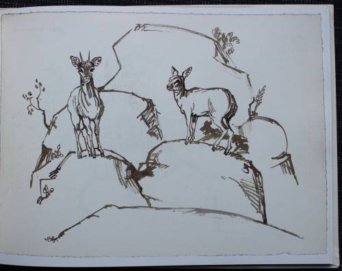 Drawn from Life - Portfolio of Wildlife drawings from Zakkie Eloff