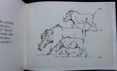 Drawn from Life - Portfolio of Wildlife drawings from Zakkie Eloff