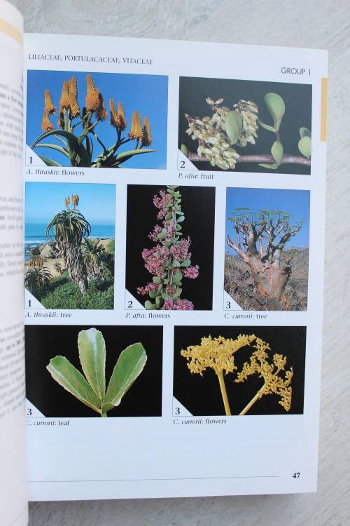 Field Guide to Trees of Southern Africa - Braam and Piet van Wyk