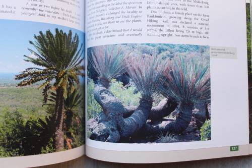 Remarkable Trees of South Africa - Neels Esterhuyse, Jutta Von Breitenbach, Hermien Sohnge