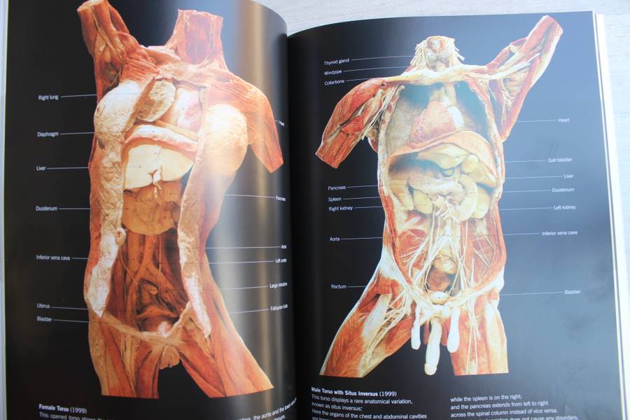 Body Worlds: The Original Exhibition of Real Human Bodies by Gunther von Hagen