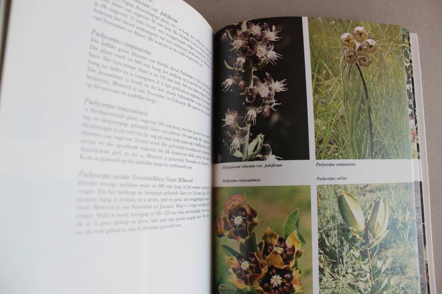 Veldblom gids Transvaalse Laeveld en Platorand - Jo Onderstall