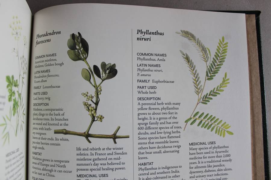 Nature`s Medicine: Plants that Heal: Chronicle of mankind`s search for healing plants through ages