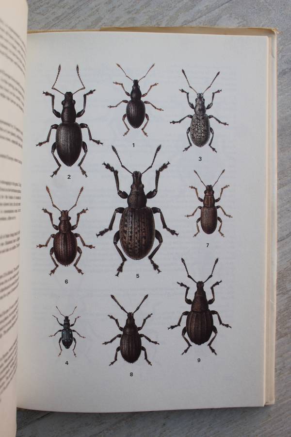 A Feild Guide in clour to Beetles