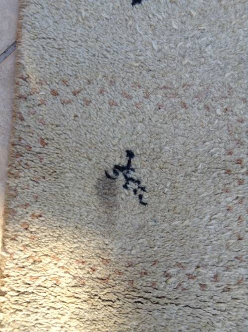 Gabbeh sholly Persian runner in creams