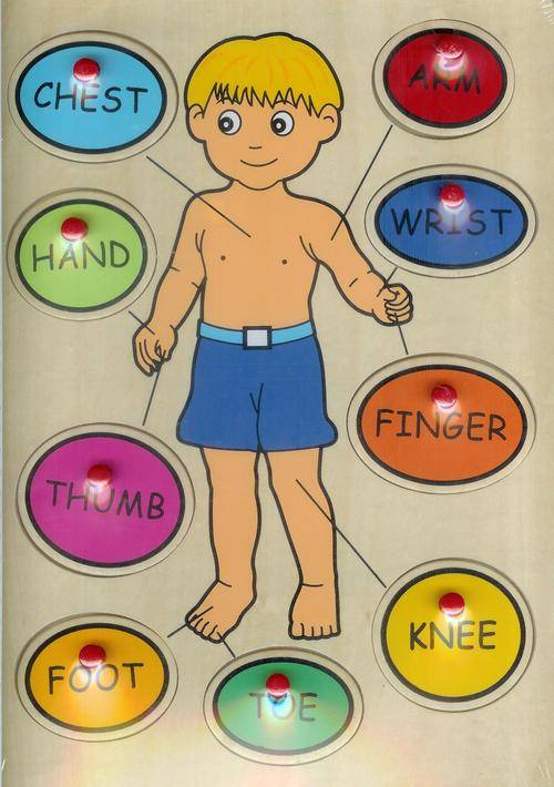 FREE SHIPPING!  "My Body" - Great Educational Push-In Board
