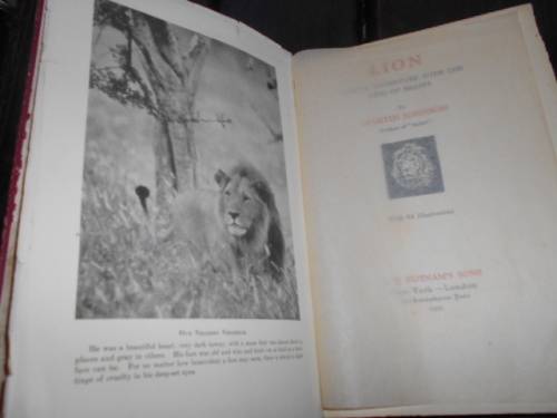 LION: King of Beasts African Adventure - Martin Johnson, 1929-1st  ed. illus