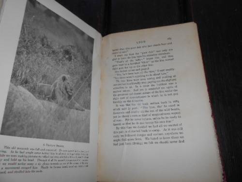 LION: King of Beasts African Adventure - Martin Johnson, 1929-1st  ed. illus