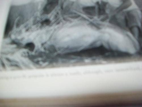 RALPH NADING HILL - WINDOW IN THE SEA -1956 First ED -  LLUST MONO PHOTOS.- MARINE  DIVING BOOK