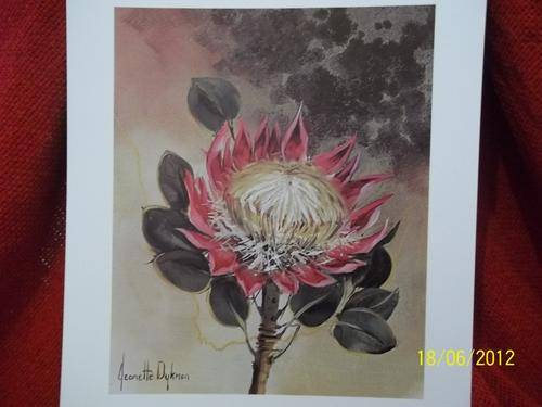 5x Flower Reproductions from 5x Origional Oils by Jeanette Dykman, POSTAGE R30