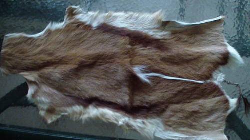 Springbok Skin