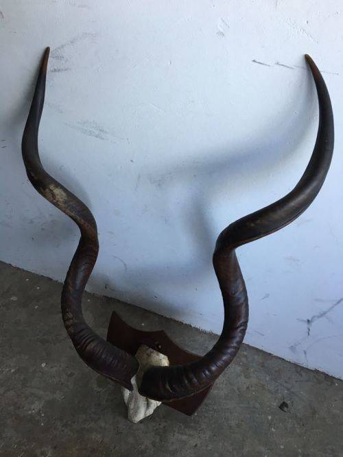 MOUNTED KUDU HORNS-ONE HORN MEASURES 50 INCHES THE OTHER 49,5 INCHES