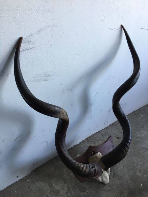 MOUNTED KUDU HORNS-ONE HORN MEASURES 50 INCHES THE OTHER 49,5 INCHES