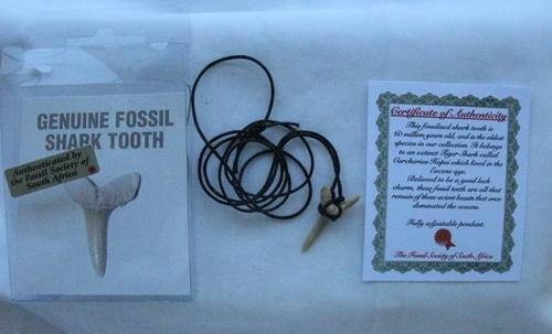 GENUINE FOSSIL SHARK TOOTH - AUTHENTICATED BY FOSSIL SOCIETY OF SOUTH AFRICA - MEASURES 31MM - FULLY