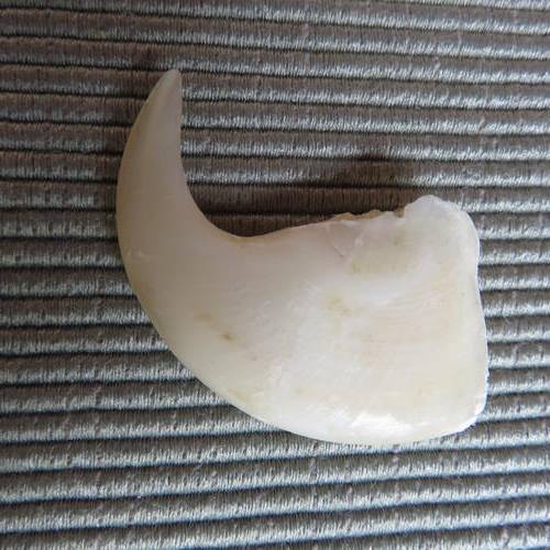 LARGE LIONS CLAW MEASURES 58X23MM