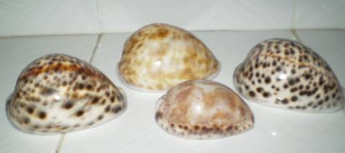 Four lovely Cowrie Sea shells
