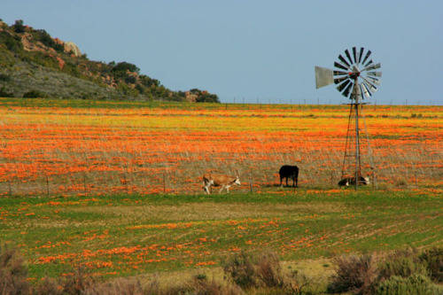 Namaqualand Flowers - Long weekend, accommodation 6 - 8 people!
