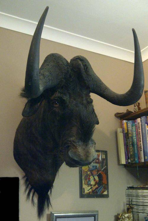 Trophy, White-tailed GNU (Black Wildebeest)