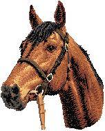 white face cloth Horse
