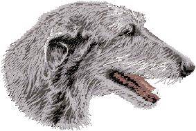 white guest scottish Deerhound     Dog