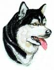 Cream face cloth. Alaskan malamute