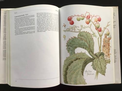 Succulents of the Transvaal. David Hardy. Anita Fabian.