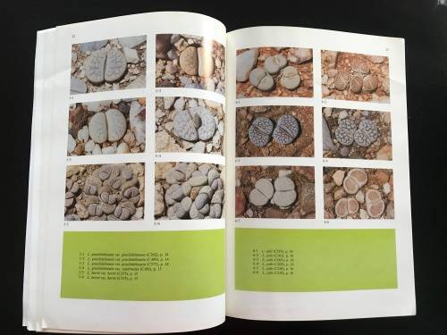 Lithops of SWA / Namibia - Desmond Cole