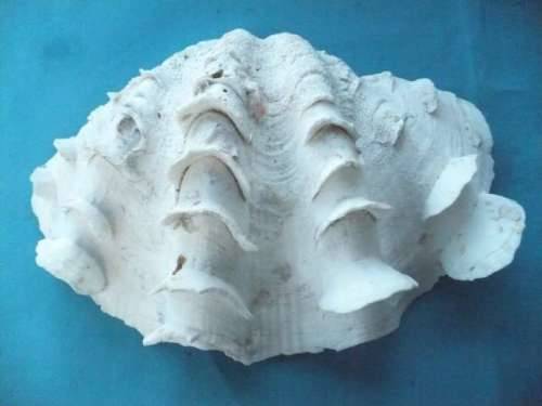 SEA SHELL     LARGE