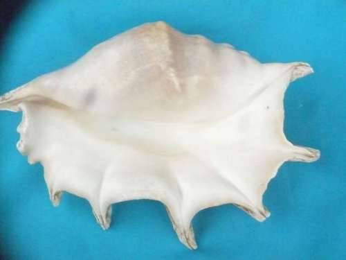 SEA SHELL     LARGE