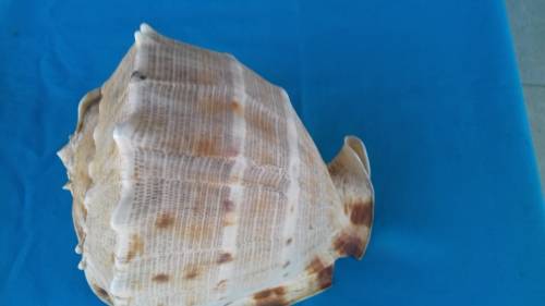 SEA SHELL     LARGE