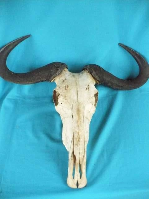 YOUNG BUFFALO   SKULL  WITH  HORNS