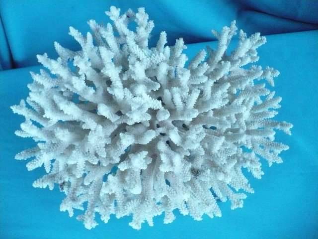 WHITE  SEA CORAL