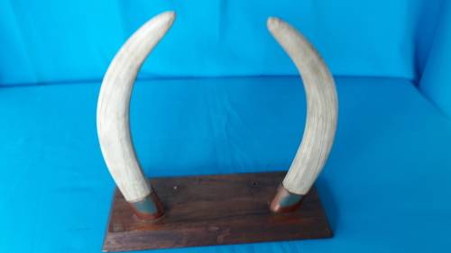 WARTHOG TUSKS MOUNTED