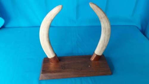 WARTHOG TUSKS MOUNTED