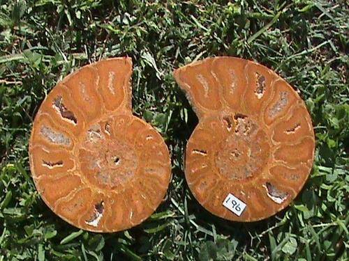 AMMONITE FOSSIL PAIR