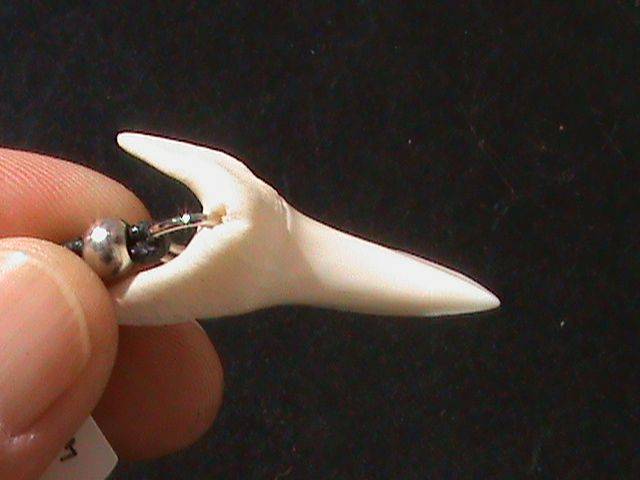 MACO SHARK TOOTH NECKLACE
