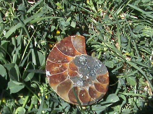 AMMONITE SINGLE... +- 120 MILLION YEARS OLD!!